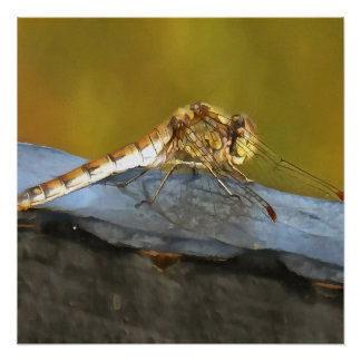 Resting Ochre Brown Dragonfly Realistic Painting Poster