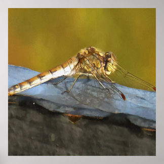 Resting Ochre Brown Dragonfly Realistic Painting Poster