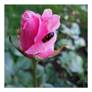 resting on a rose poster