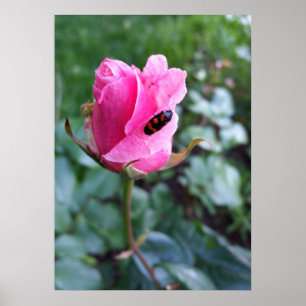 resting on a rose poster