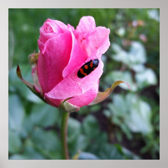 resting on a rose poster (Front)
