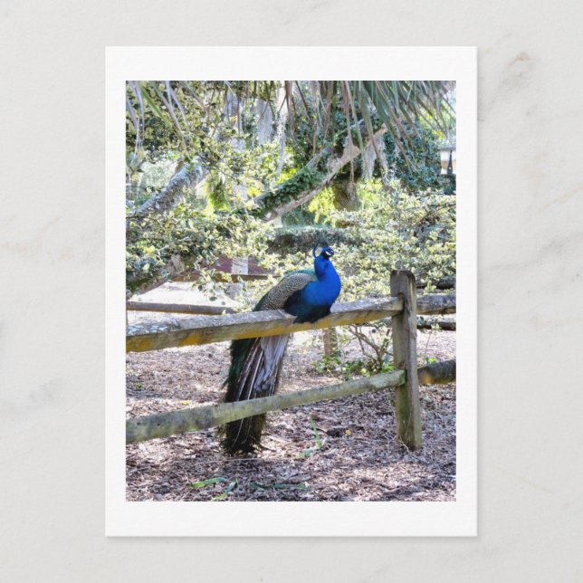 Resting Peacock Postcard (Front)