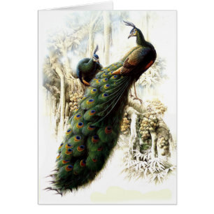 Resting Peacocks