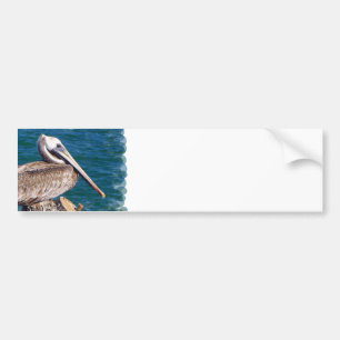 Resting Pelican Bumper Sticker