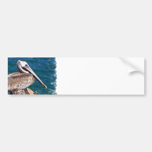 Resting Pelican Bumper Sticker (Front)