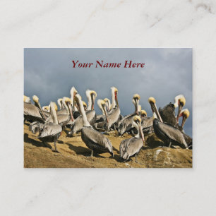 Resting Pelicans Business Card