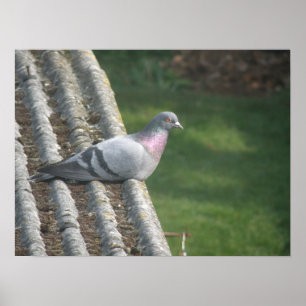 Resting Pigeon Print