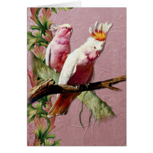 Resting Pink Cockatoos - Customise