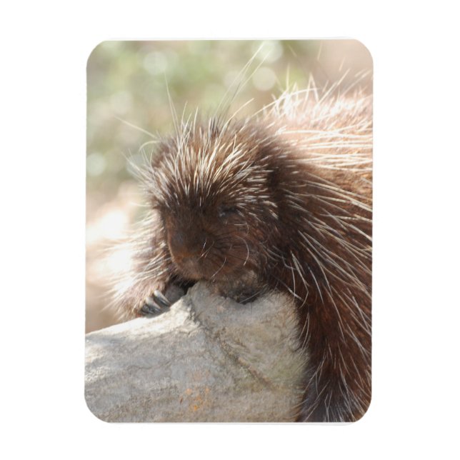 Resting Porcupine Magnet (Vertical)