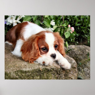 Resting Poster