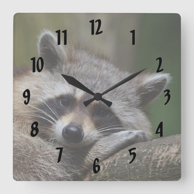 Resting Racoon Square Wall Clock (Front)