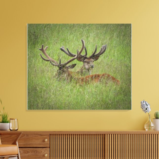 Resting Red Deer in Tall Grass Canvas Print (Insitu(LivingRoom))