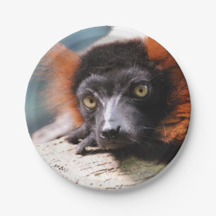 Resting Red Ruffed Lemur Paper Plate