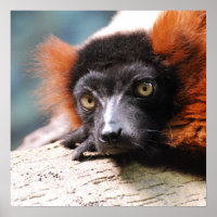 Resting Red Ruffed Lemur