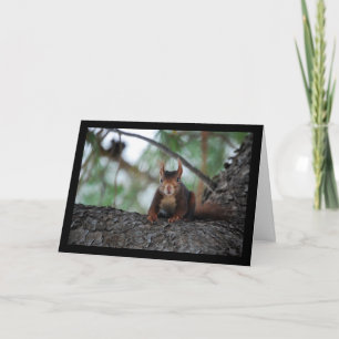 Resting Red Squirrel Card