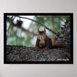 Resting Red Squirrel Poster