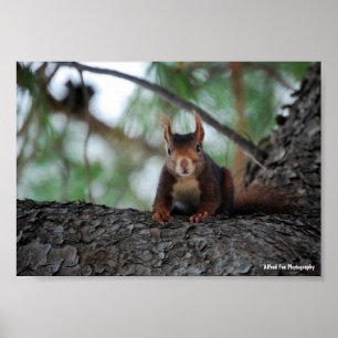 Resting Red Squirrel Poster