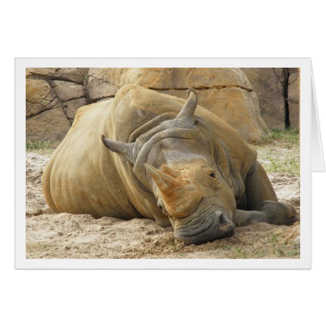 Resting Rhino (Front Horizontal)