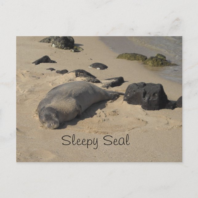 Resting Sea Lion Postcard (Front)