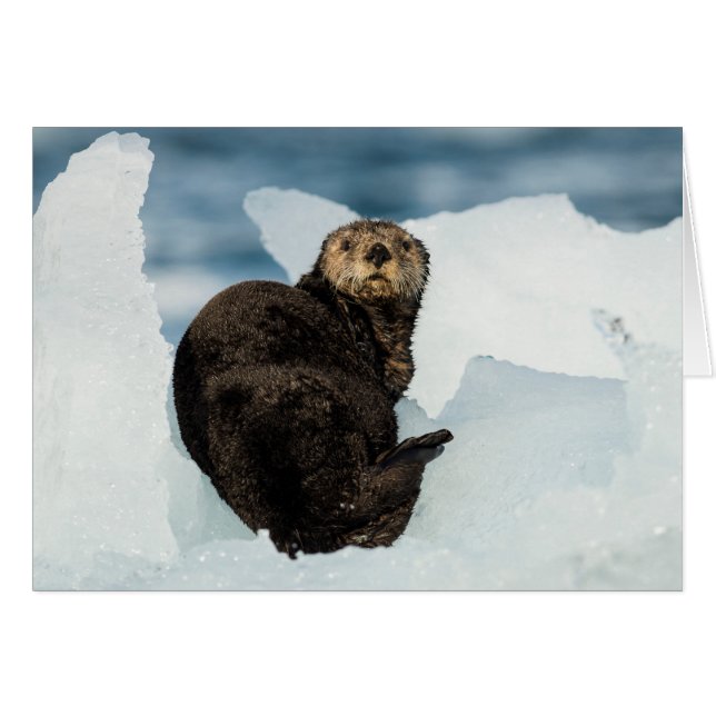 Resting Sea Otter (Front Horizontal)