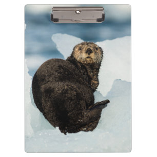 Resting Sea Otter Clipboard