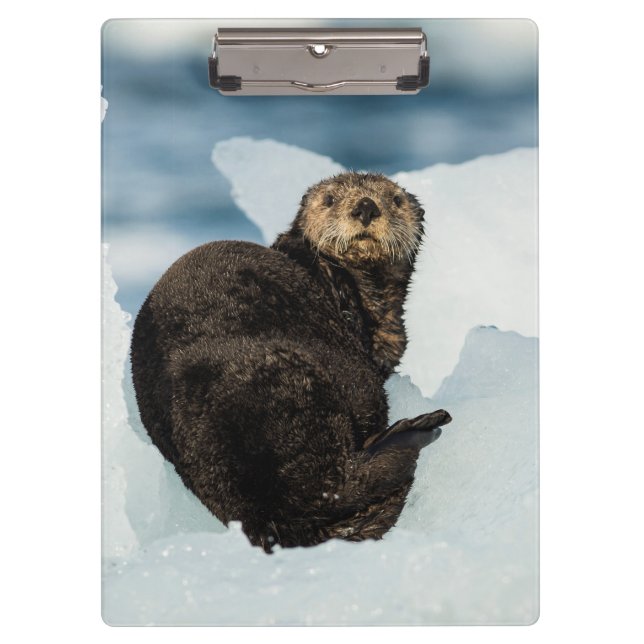 Resting Sea Otter Clipboard (Front)