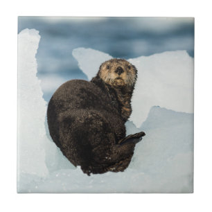Resting Sea Otter Tile