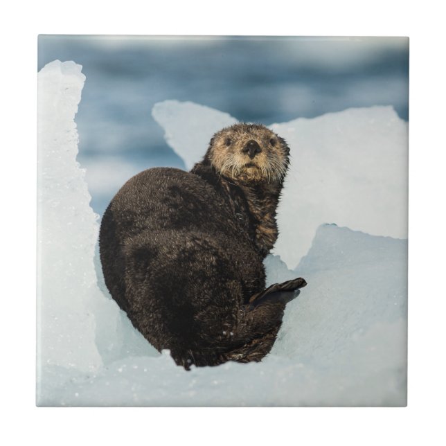 Resting Sea Otter Tile (Front)