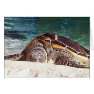 Resting Sea Turtle