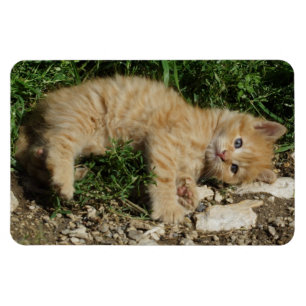 Resting Tabby Baby Magnet