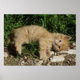 Resting Tabby Baby Poster