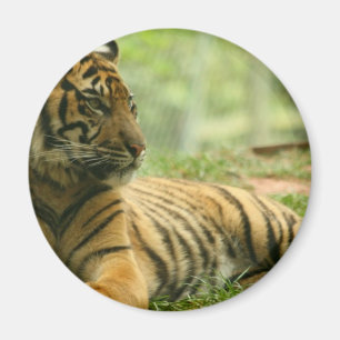 Resting Tiger  Magnet