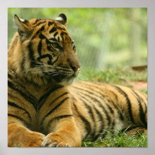 Resting Tiger Poster