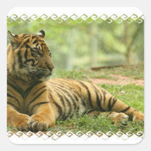 Resting Tiger Sticker