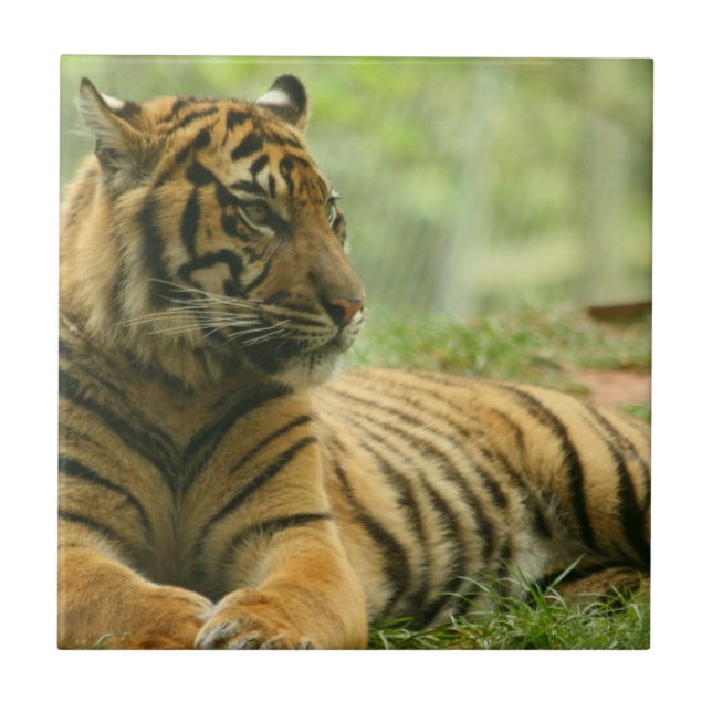 Resting Tiger  Tile (Front)