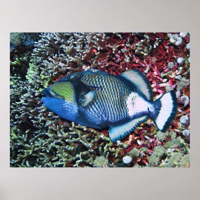 Resting Titan Poster (Front)