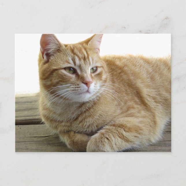 Resting Yellow Cat Postcard (Front)