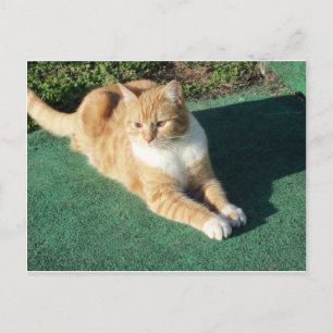 Resting Yellow Cat Postcard