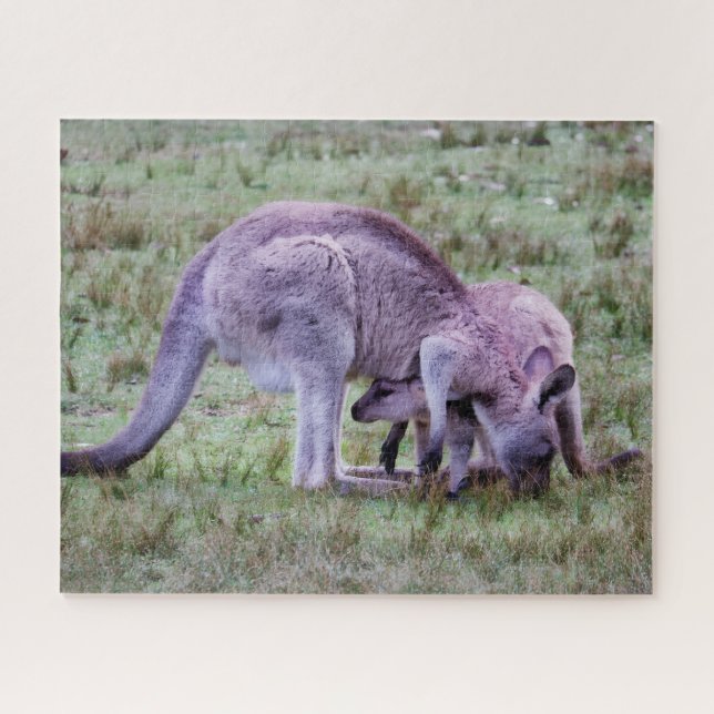 Resting Young Kangaroo Jigsaw Puzzle (Horizontal)