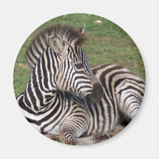 Resting Zebra Magnet
