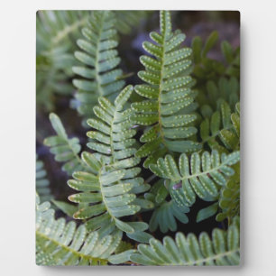 Resurrection Fern - Polypodium polypodioides Plaque