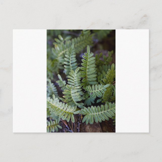 Resurrection Fern - Polypodium polypodioides Postcard (Front)
