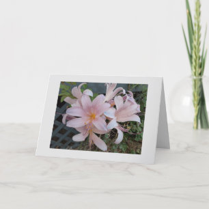 Resurrection lily card