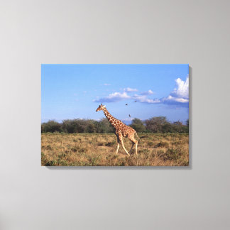 Reticulated Giraffe 2 Canvas Print