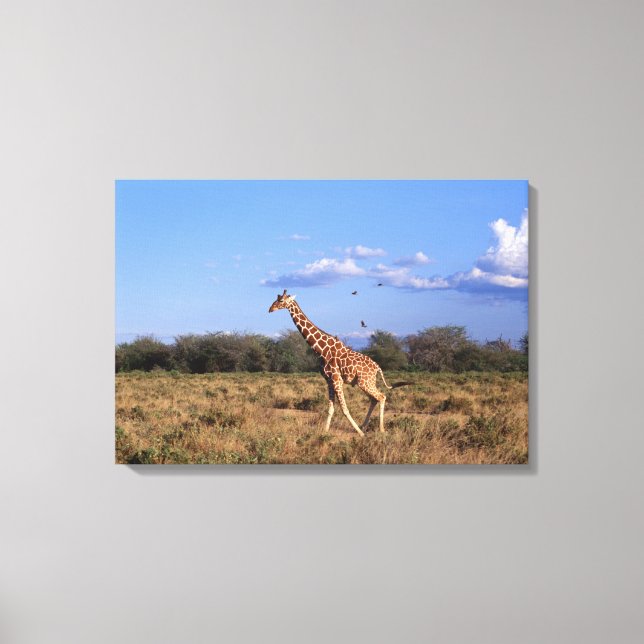 Reticulated Giraffe 2 Canvas Print (Front)