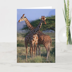 Reticulated Giraffe 2 Card