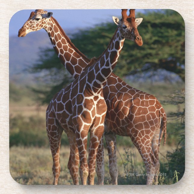 Reticulated Giraffe 2 Coaster (Front)