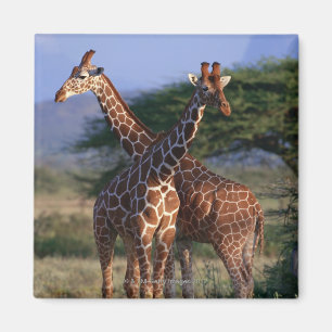 Reticulated Giraffe 2 Magnet
