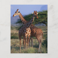 Reticulated Giraffe 2