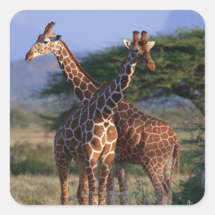 Reticulated Giraffe 2 Square Sticker